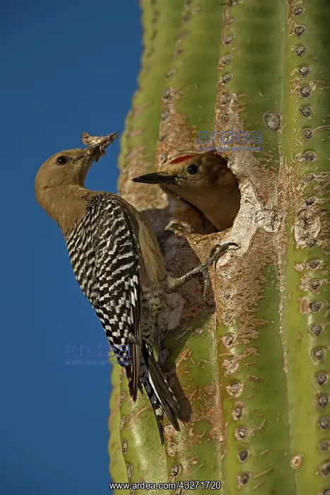 : Gila Woodpecker (Melanerpes uropygialis) - Male and female a : Gila Woodpecker (Melanerpes uropygialis) - Male and female a