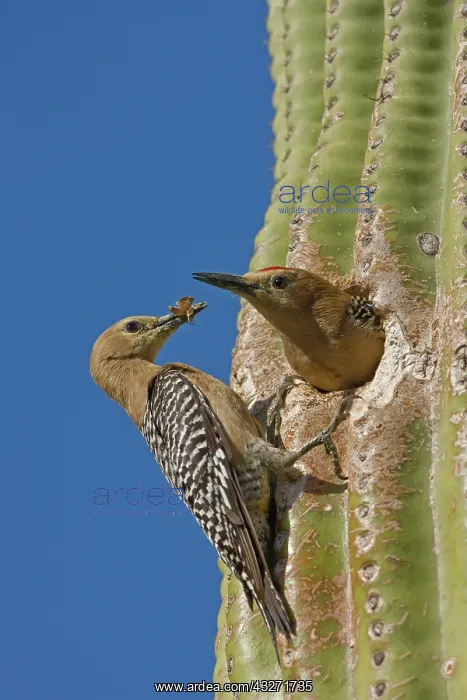 : Gila Woodpecker (Melanerpes uropygialis) - Male and female a : Gila Woodpecker (Melanerpes uropygialis) - Male and female a