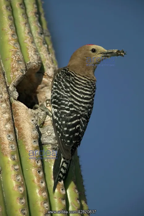 : Gila Woodpecker - At nest in Cactus with : Gila Woodpecker - At nest in Cactus with