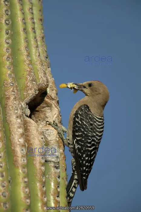 : Gila Woodpecker - At nest in Cactus with : Gila Woodpecker - At nest in Cactus with