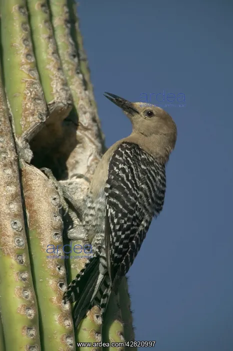 : Gila Woodpecker - At nest in Cactus : Gila Woodpecker - At nest in Cactus