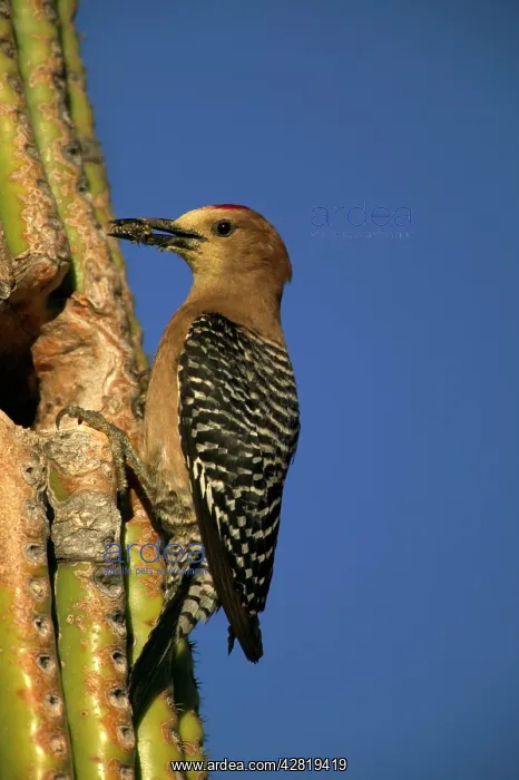 : Gila Woodpecker - At nest with food in mouth : Gila Woodpecker - At nest with food in mouth