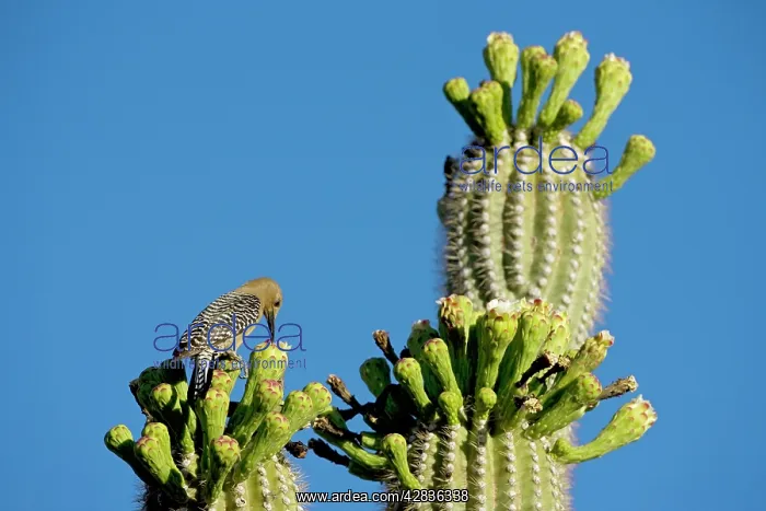 : Gila Woodpecker - Perched on cholla cactus foraging : Gila Woodpecker - Perched on cholla cactus foraging