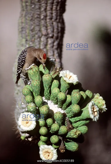 : GILA WOODPECKER - on Saguaro Cactus : GILA WOODPECKER - on Saguaro Cactus