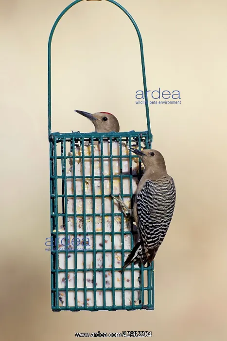 : Gila Woodpecker - at suet feeder : Gila Woodpecker - at suet feeder