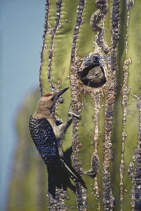 : Gila Woodpeckers : Gila Woodpeckers
