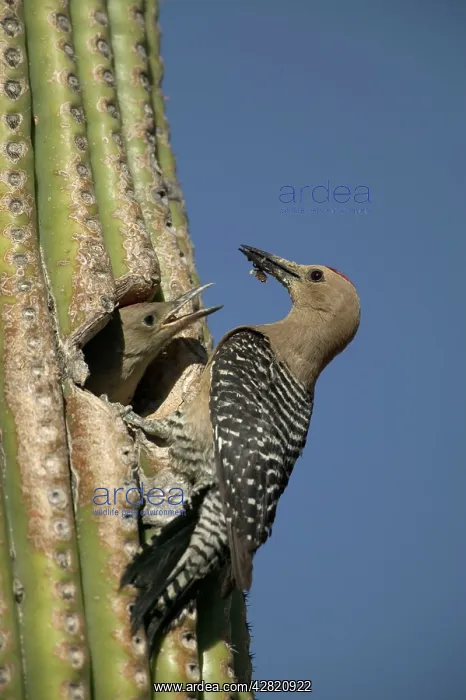 : Gila Woodpeckers - Feeding young at : Gila Woodpeckers - Feeding young at