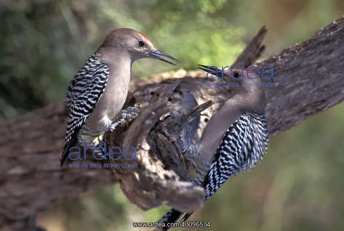 : Gila Woodpeckers (Melanerpes uropygialis) : Gila Woodpeckers (Melanerpes uropygialis)