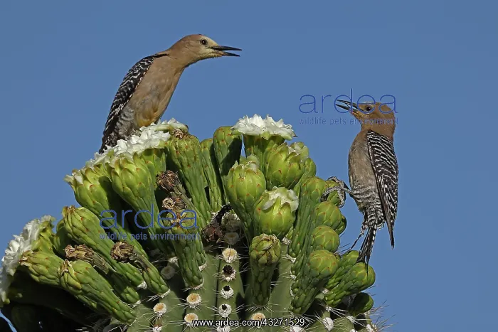 : Gila woodpeckers (Melanerpes uropygialis), feeding on nectar : Gila woodpeckers (Melanerpes uropygialis), feeding on nectar