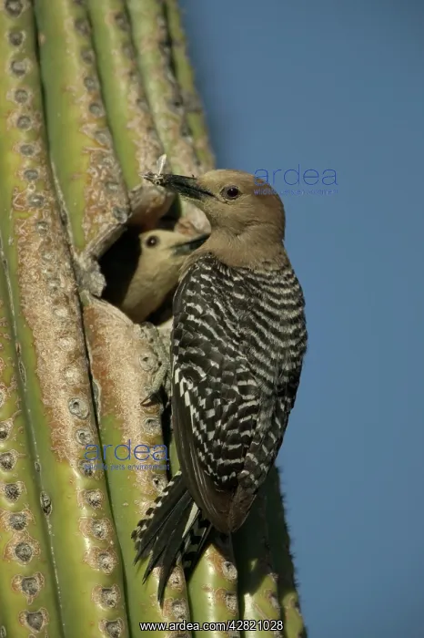 : Gila Woodpeckers - At nest in Cactus : Gila Woodpeckers - At nest in Cactus