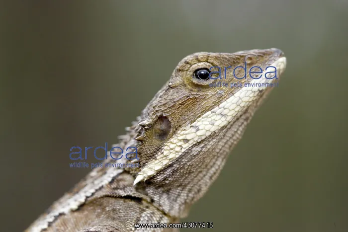 : Gilbert's dragon : Gilbert's dragon