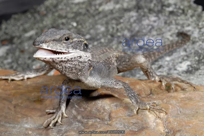 : Gilbert's Dragon Lizard : Gilbert's Dragon Lizard