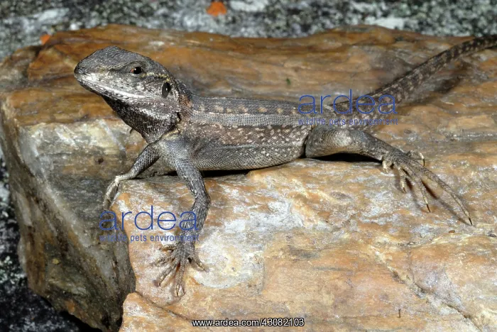 : Gilbert's Dragon Lizard : Gilbert's Dragon Lizard