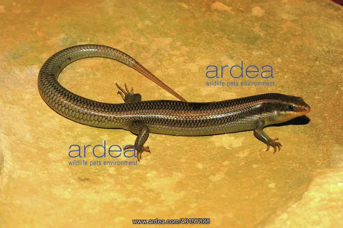 : Gilbert's Skink : Gilbert's Skink