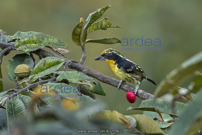 : Gilded Barbet (Capito auratus) Putumayo, Colombia : Gilded Barbet (Capito auratus) Putumayo, Colombia