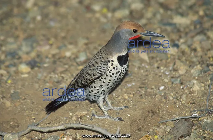 : Gilded Flicker : Gilded Flicker