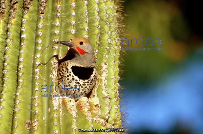 : Gilded Flicker : Gilded Flicker