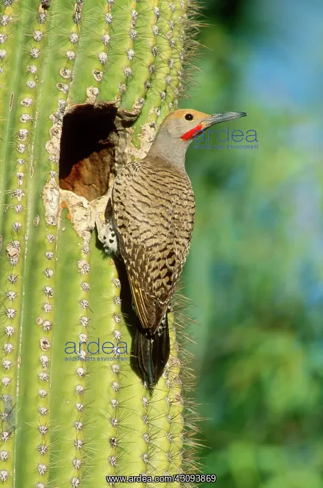 : Gilded Flicker : Gilded Flicker
