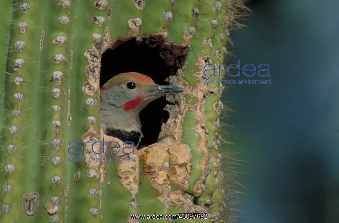 : Gilded Flicker : Gilded Flicker