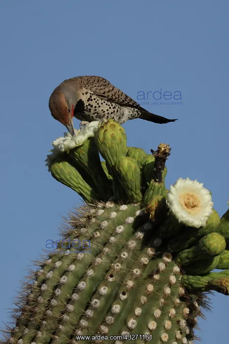 : Gilded flicker (Colaptes chrysoides), feeding on nectar from : Gilded flicker (Colaptes chrysoides), feeding on nectar from