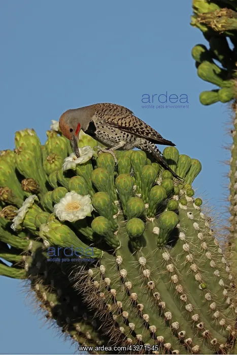 : gilded flicker (Colaptes chrysoides), feeding on nectar from : gilded flicker (Colaptes chrysoides), feeding on nectar from