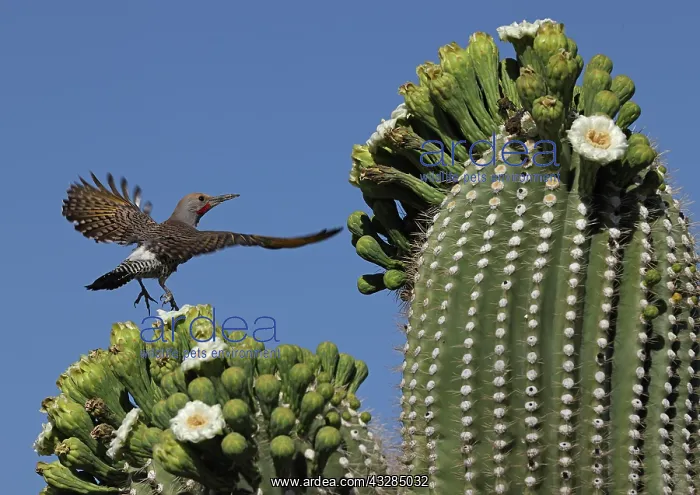 : gilded flicker (Colaptes chrysoides), feeding on nectar from : gilded flicker (Colaptes chrysoides), feeding on nectar from