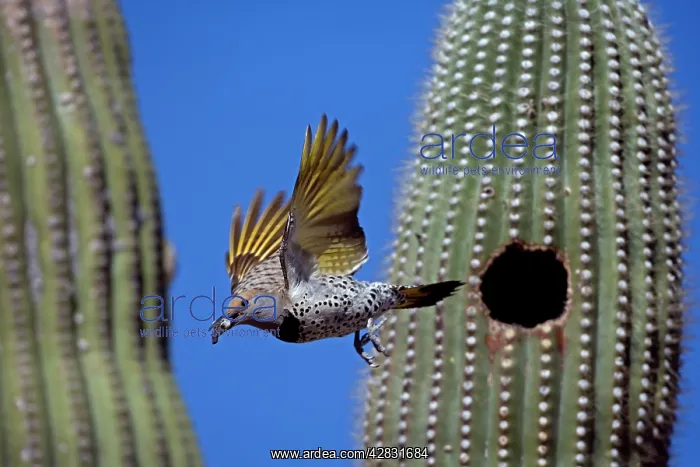 : Gilded Flicker - female flying from nest in saguaro : Gilded Flicker - female flying from nest in saguaro