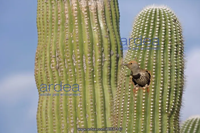 : Gilded Flicker - female at Nest in Saguaro Cactus : Gilded Flicker - female at Nest in Saguaro Cactus