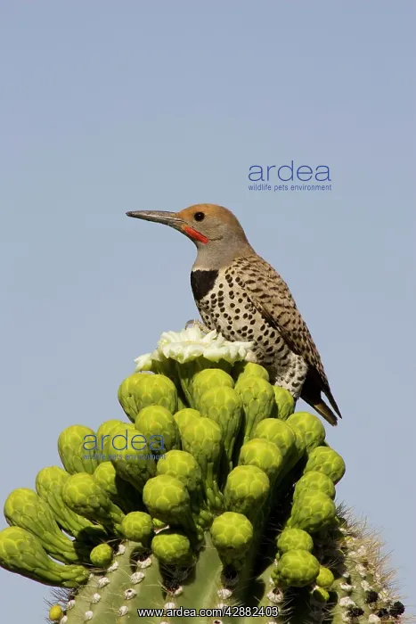 : Gilded Flicker - Foraging for nectar at the flower : Gilded Flicker - Foraging for nectar at the flower