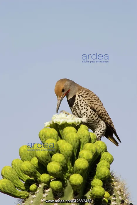 : Gilded Flicker - Foraging for nectar at the flower : Gilded Flicker - Foraging for nectar at the flower