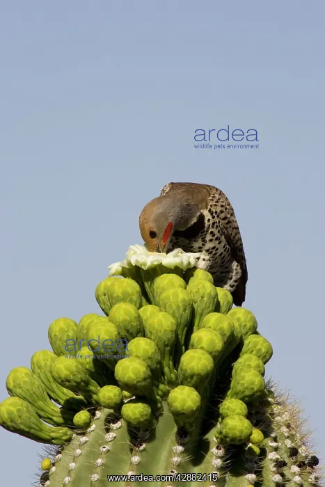 : Gilded Flicker - Foraging for nectar at the flower : Gilded Flicker - Foraging for nectar at the flower