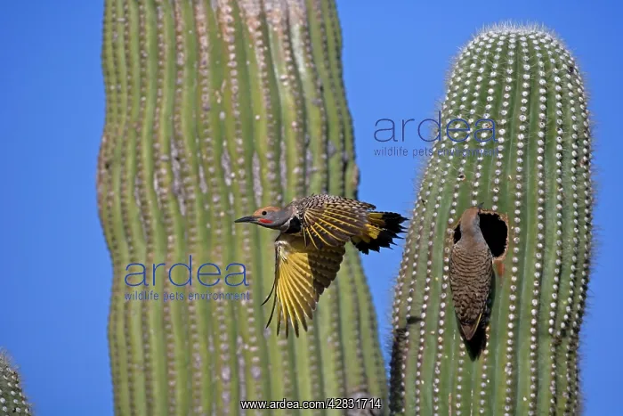 : Gilded Flicker - male flying from nest, female : Gilded Flicker - male flying from nest, female
