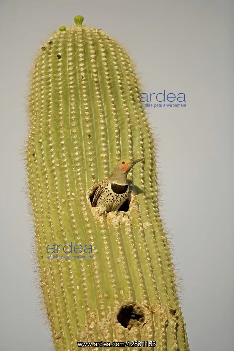 : Gilded Flicker - male at Nest in Saguaro Cactus : Gilded Flicker - male at Nest in Saguaro Cactus