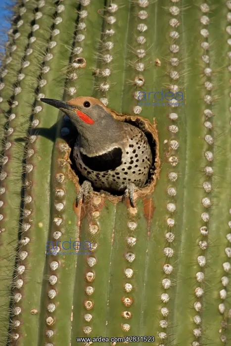 : Gilded Flicker - male in Nest in Saguaro Cactus : Gilded Flicker - male in Nest in Saguaro Cactus