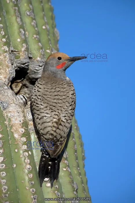 : Gilded Flicker - male at nest in Saguaro Cactus : Gilded Flicker - male at nest in Saguaro Cactus