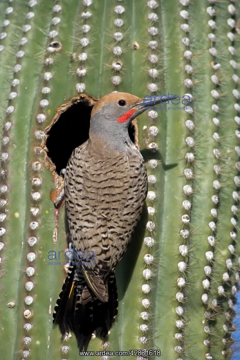 : Gilded Flicker - male at nest in Saguaro Cactus : Gilded Flicker - male at nest in Saguaro Cactus