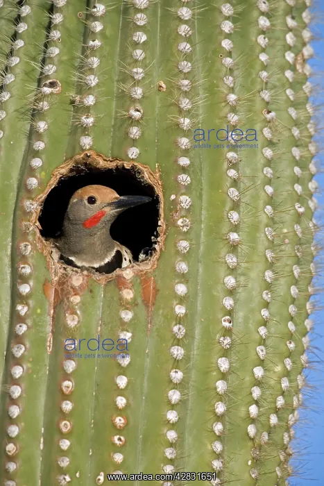 : Gilded Flicker - male in Nest in Saguaro Cactus : Gilded Flicker - male in Nest in Saguaro Cactus