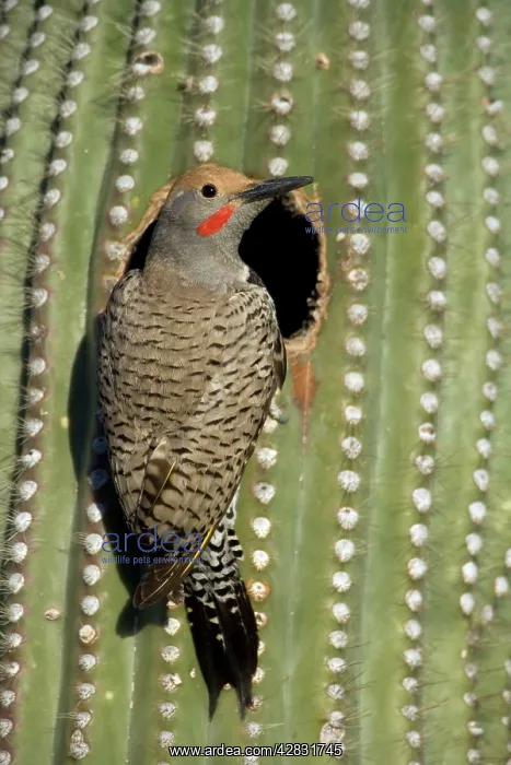 : Gilded Flicker - male in nest in Saguaro Cactus : Gilded Flicker - male in nest in Saguaro Cactus