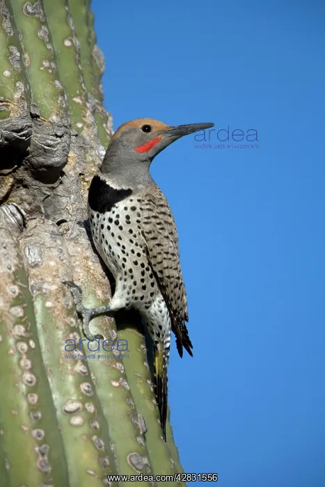 : Gilded Flicker - at Nest in Saguaro Cactus : Gilded Flicker - at Nest in Saguaro Cactus