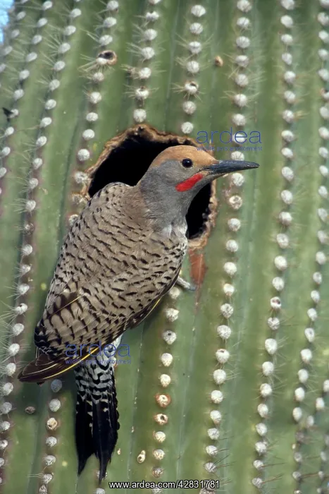 : Gilded Flicker - at nest in Saguaro Cactus : Gilded Flicker - at nest in Saguaro Cactus
