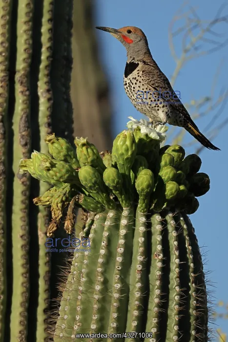 : Gilded flicker, on saguaro, in search of nectar from the blo : Gilded flicker, on saguaro, in search of nectar from the blo