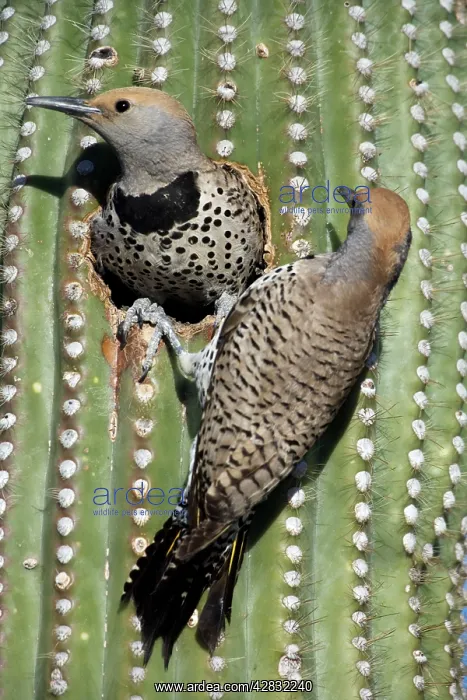 : Gilded Flickers - male and female at nest in Saguaro Cactus : Gilded Flickers - male and female at nest in Saguaro Cactus