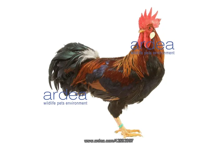  : Gilded Leghorn Chicken - in studio