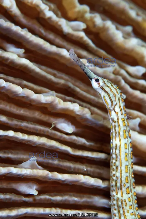 : Gilded Pipefish : Gilded Pipefish