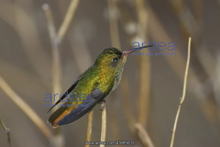  : Gilded Sapphire Hummingbird