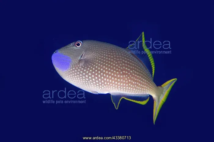 : Gilded Triggerfish - male - Wreck Dropoff Dive Site : Gilded Triggerfish - male - Wreck Dropoff Dive Site