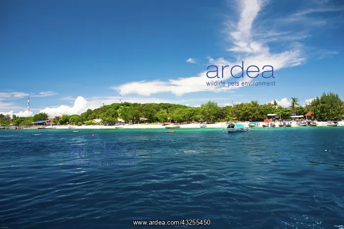 : Gili Islands, Indonesia. Gili Trawangan : Gili Islands, Indonesia. Gili Trawangan