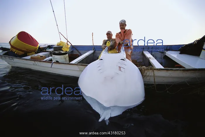 : Gill Net Fisherman & Manta Ray : Gill Net Fisherman & Manta Ray