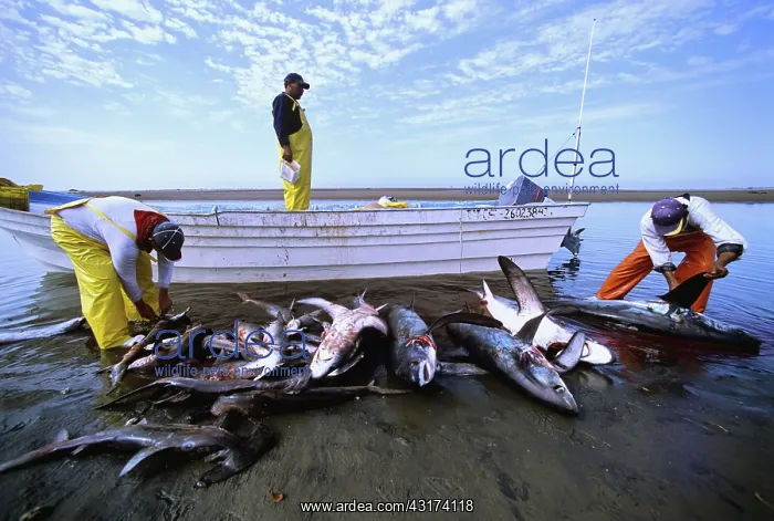  : Gill Net Fishermen Clean Sharks