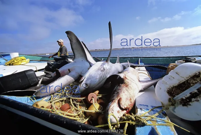 : Gill Net Fishermen Clean Sharks : Gill Net Fishermen Clean Sharks
